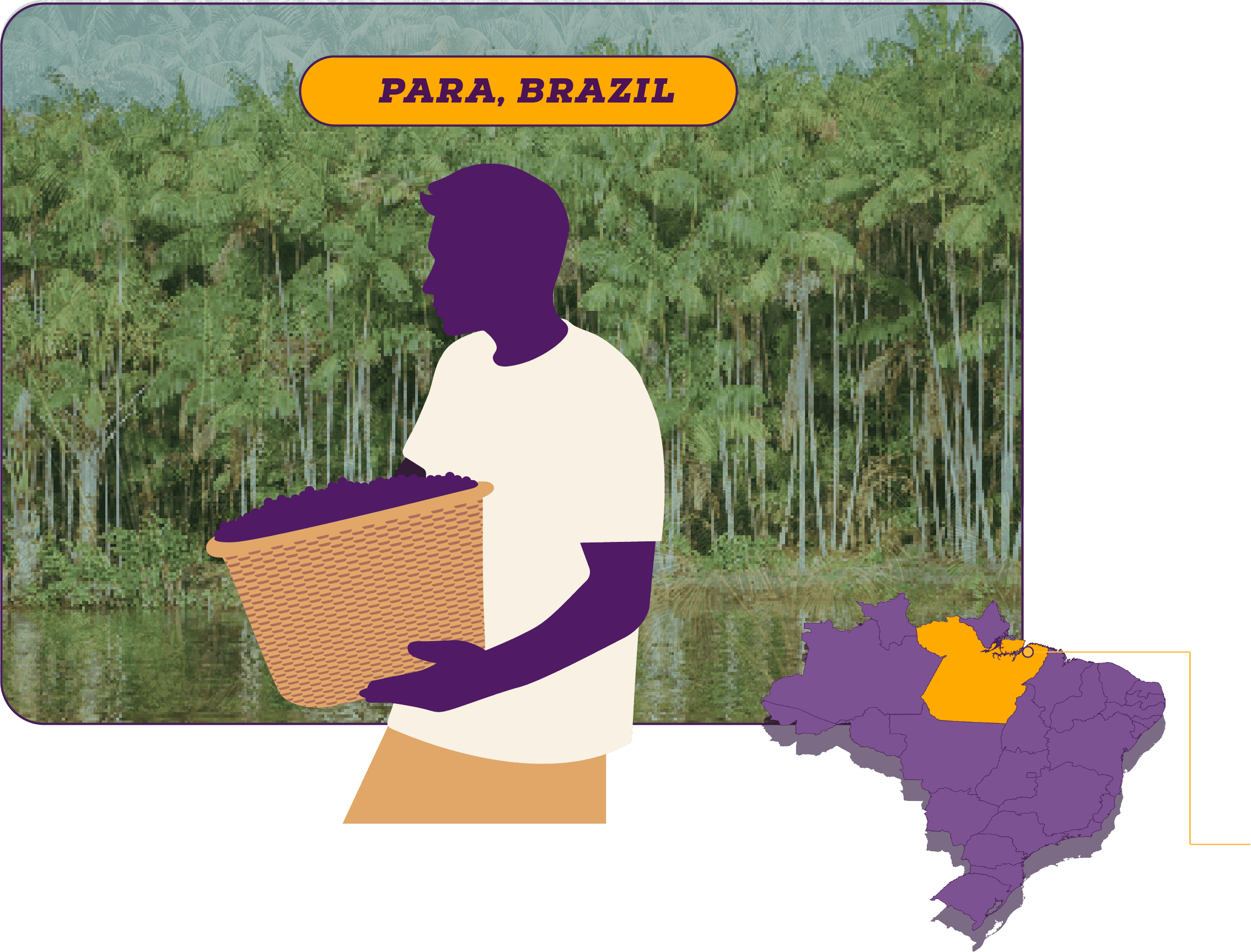 Illustration of a person holding a basket in front of palm trees in Pará, Brazil, with a map highlighting the Pará region.